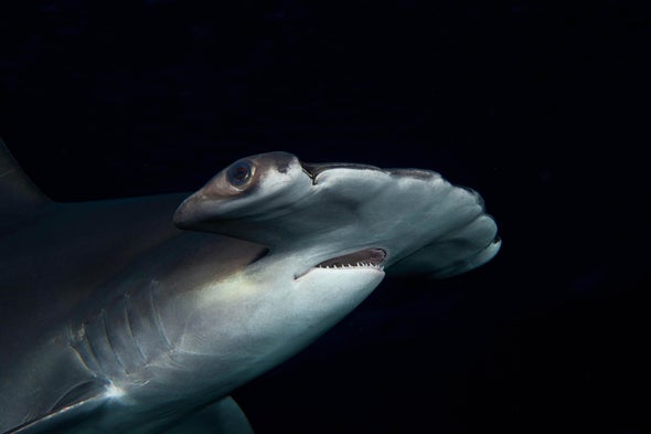 These Sharks Hold Their 'Breath' to Stay Warm