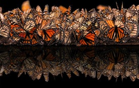 What Is Really Killing Monarch Butterflies?