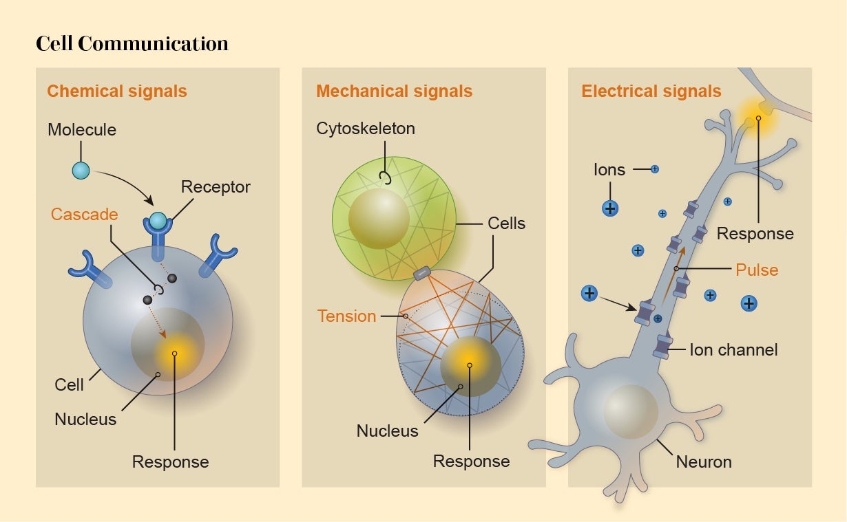 Graphic shows three modes of cell-to-cell communication; chemical signals, mechanical signals and electrical signals.