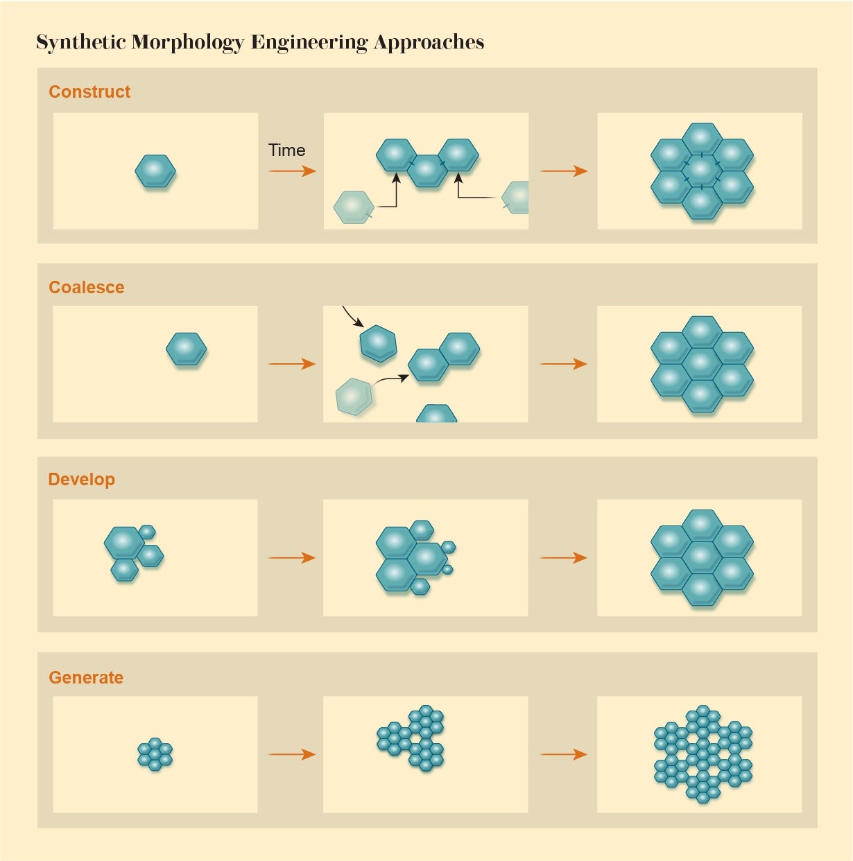 Graphic shows four synthetic morphology engineering approaches; construct, coalesce, develop and generate.
