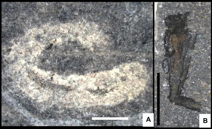 Shown here are fossils of a marine worm and a tubeworm found in a quarry in Wales.